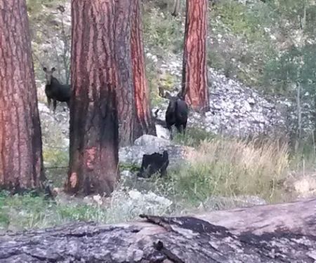 Baumgartner Hot Springs