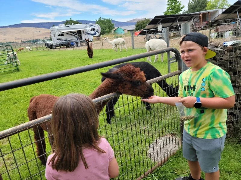 Camping at a Harvest Host Alpaca Farm Overnight Stay Experience
