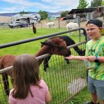 Camping at a Harvest Host Alpaca Farm Overnight Stay Experience